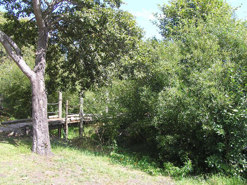 This photo shows a flourishing native-plant understory.