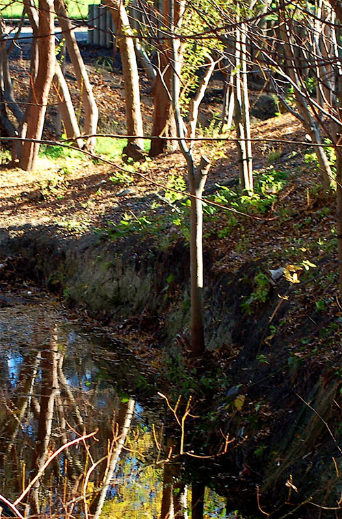 Barebanks: No more stream-cooling understory.