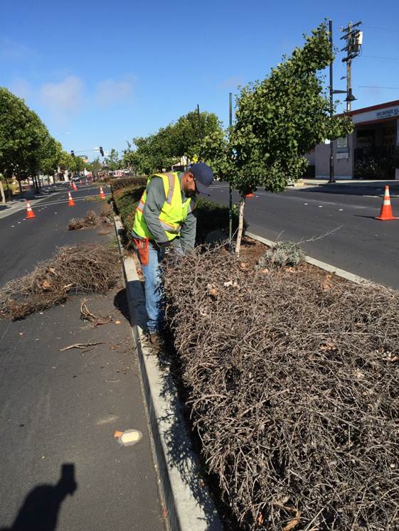 Median maintenance on MacDonald ave