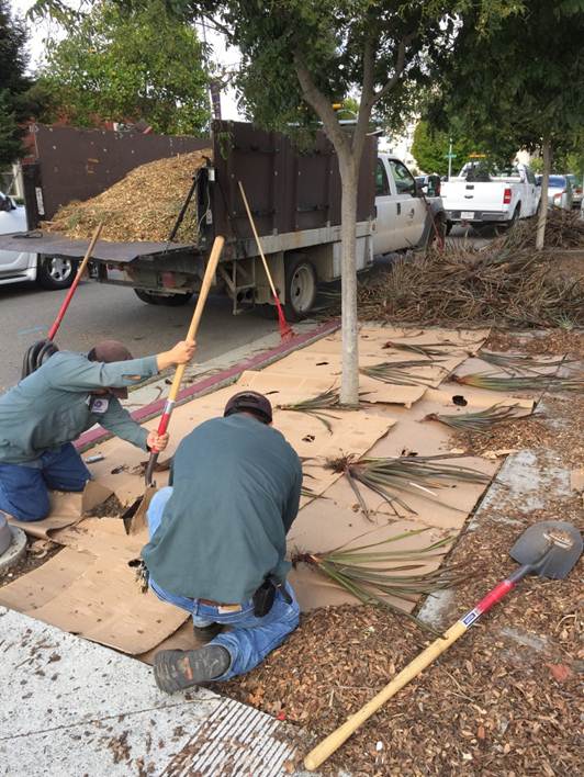 Sheet Mulch CCP