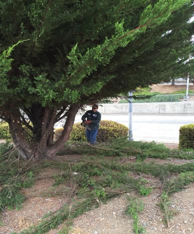 Description: Description: 23rd Grade Tree trim