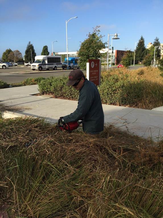 ornamental grass trimming at Civic Center