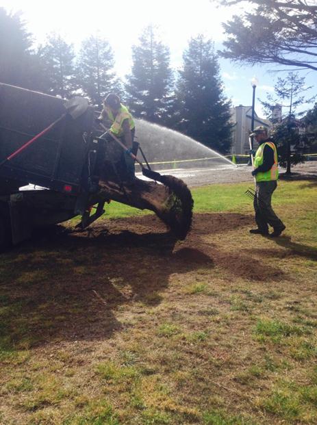 Turf repair (Marina)