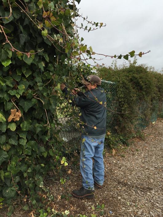 Fence Repair Nicholl
