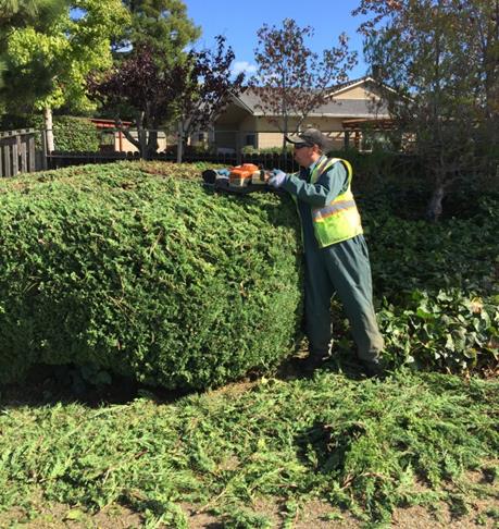 Shrub pruning Raincloud Park