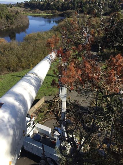 Dead Pine tree removal Hilltop Lake Park