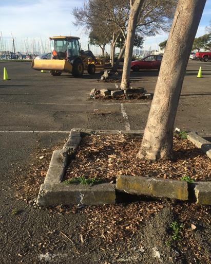 Broken Tree Rings (Marina)