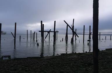 Creosote-treated pilings at the Red Rocks warehouse site in Richmond. (Photo by Marilyn Latta, State Coastal Conservancy)
