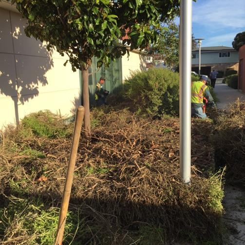 Shrub Pruning at City Hall