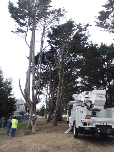 Tree removal (Marina)