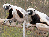 sifaka