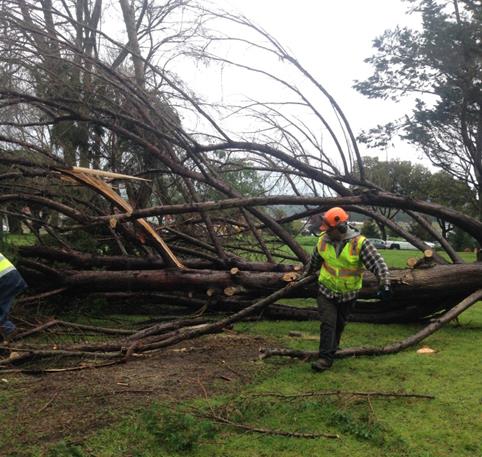 Downed tree (Marina)