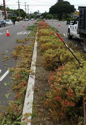 Median Carlson Blvd