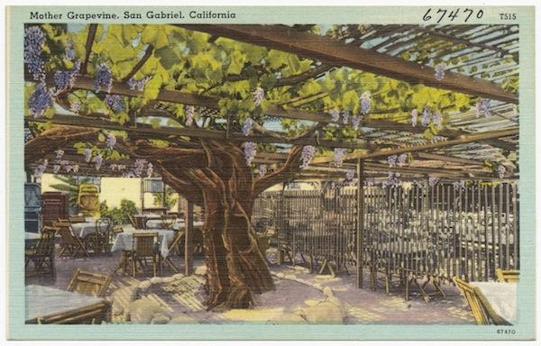 http://images.mentalfloss.com/sites/default/files/styles/insert_main_wide_image/public/mother-grapevine.jpg