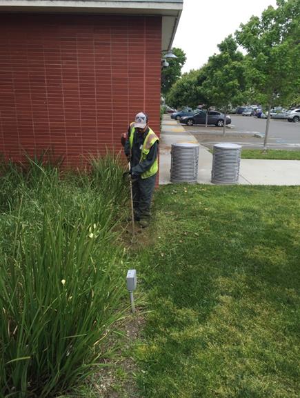 Weed abatement City Hall