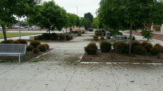 Weed abatement CC (3)