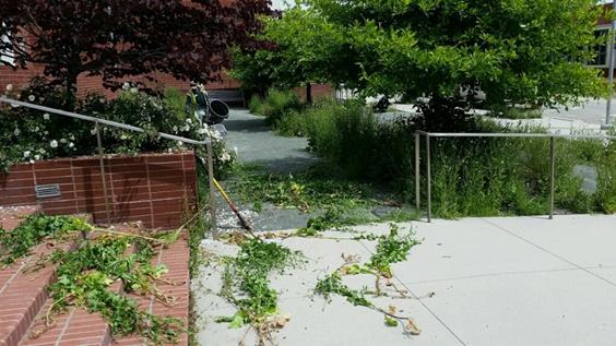 Weed abatement CC (2)