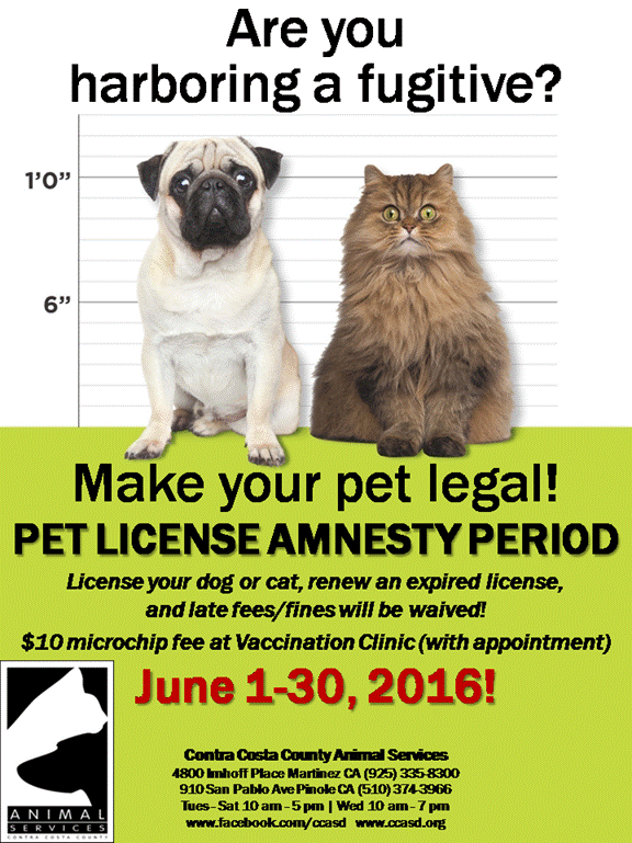 Amnesty June 2016 Promo