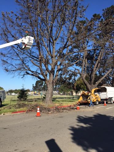 Dead tree removal Atchison Park