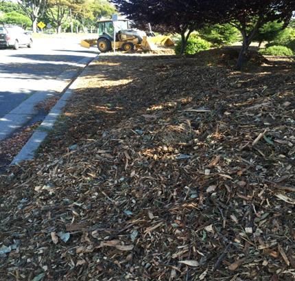 Weed abatement Marina District Median