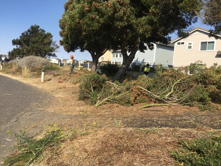 Trail Clean up (Marina)