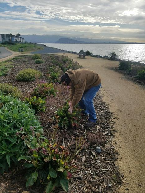 Weed pulling Bay Trail (Marina)