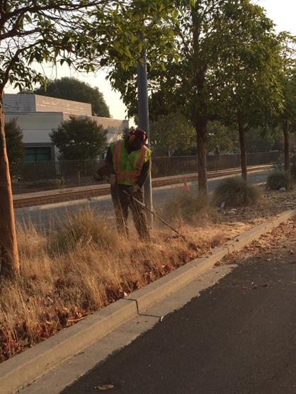 Weed abatement Cutting Blvd