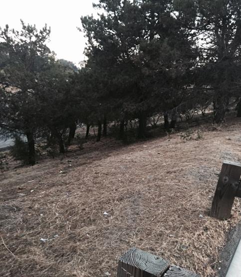 Parkway Raised Vegetation