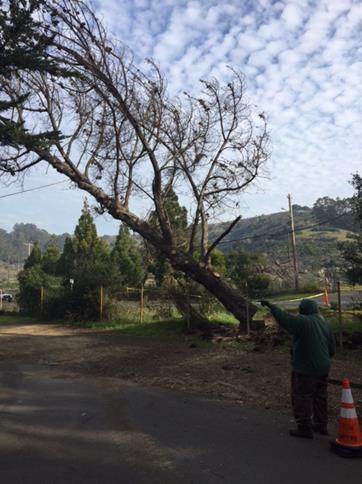 Dead Pine tree removal Point Molate