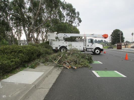 Hilltop Drive Tree Trimming