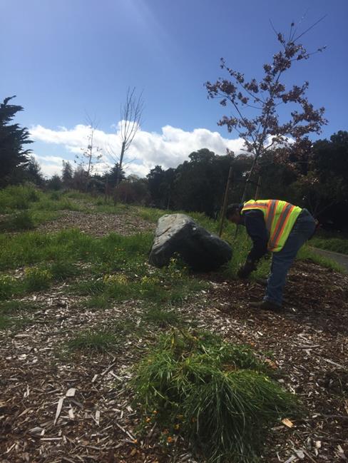 Weed abatement on Marina Trail