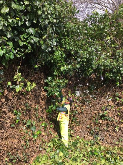 Ivy Trimming Wendell Park