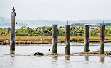 http://bayareamonitor.org/wp-content/uploads/2017/03/Pilings-Richmond-2-web.jpg
