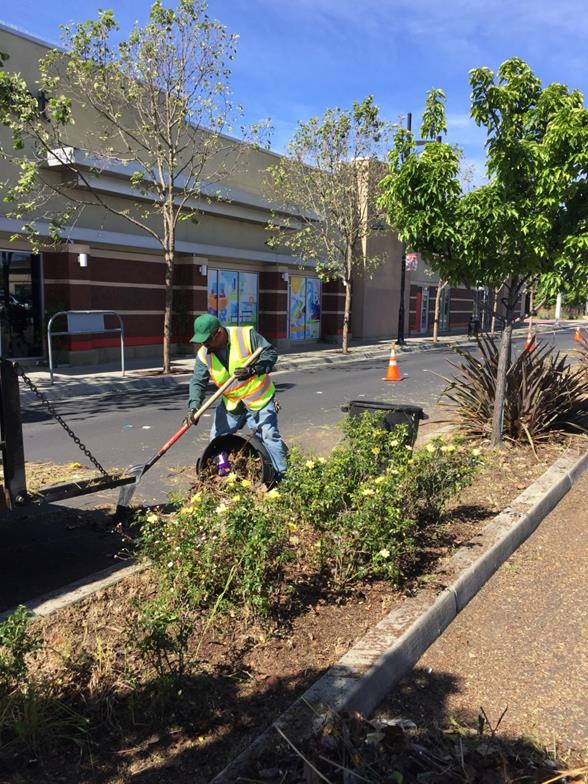 Weed abatement MacDonald Ave Median