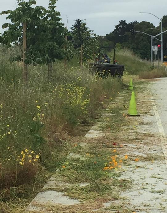 Weed abatement (Marina)