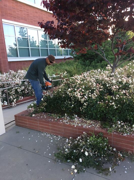Civic Center Pruning