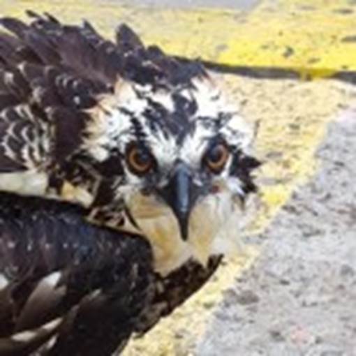 https://goldengateaudubon.org/wp-content/themes/inove/timthumb.php?src=/wp-content/uploads/IMG_7498.jpg&w=140&h=140