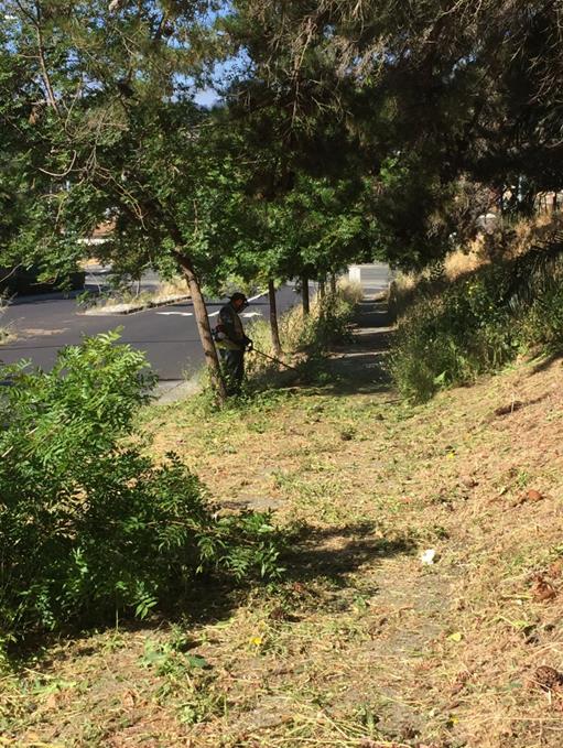 Weed abatement Valley View Road