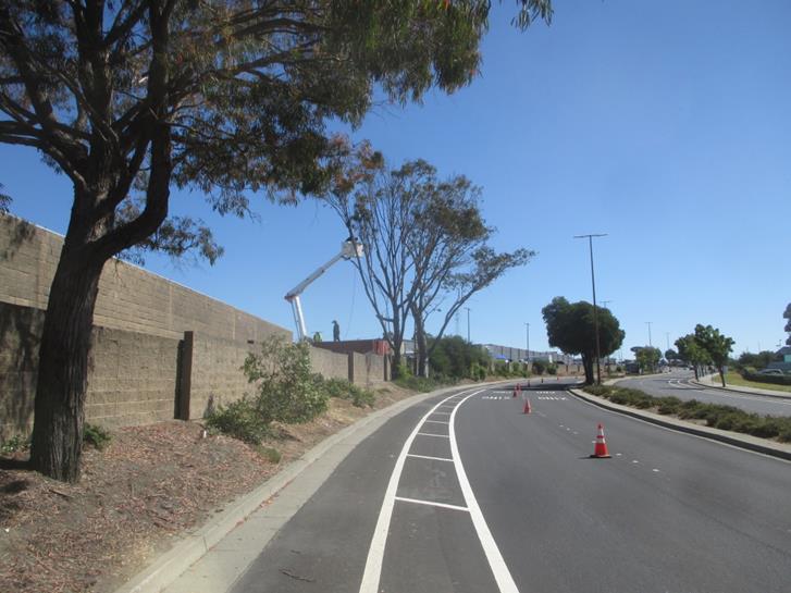 Blume Drive Tree Removals