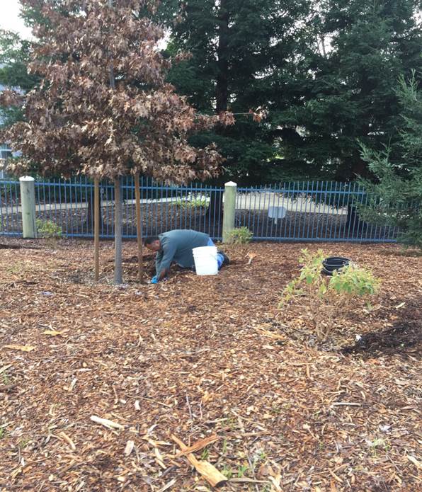 Irrigation install (Marina)