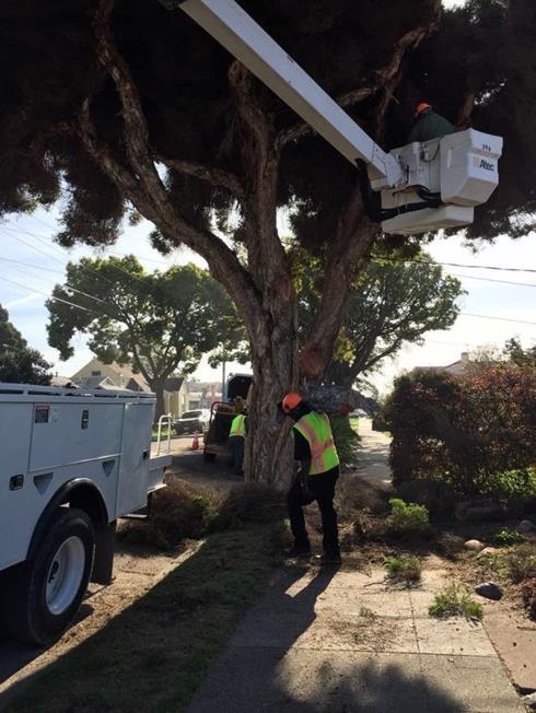 Tree trimming on 35th st