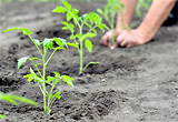 https://richmondcarotary.org/wp-content/uploads/2018/11/planting.jpg