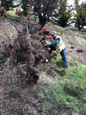 Shrub pruning Tiller Park