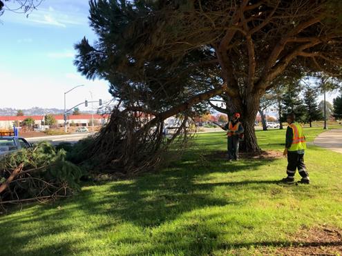 Tree Trimming Big Green