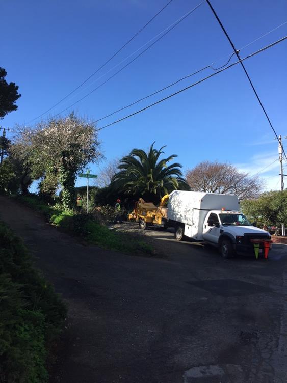 Golden Gate & High Tree Trimming