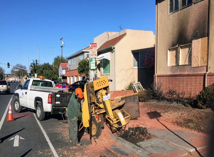 Burned Tree at Civic Center Ave & Barrett Ave (Stump Grind)