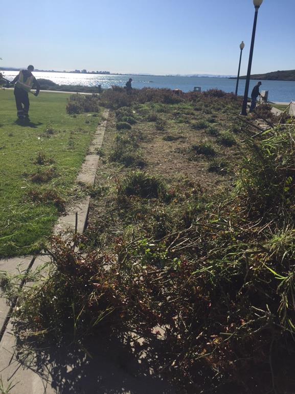 Rosebed Pruning Lucretia Park (Marina)