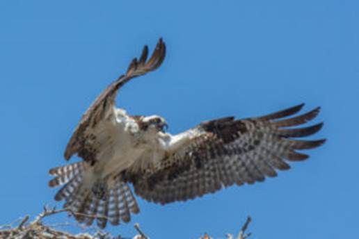 http://sfbayospreys.org/wp-content/uploads/2016/12/John-Osprey8-300x200.jpg