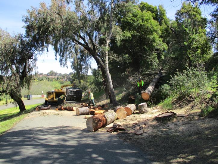 Hilltop Lake Tree Work
