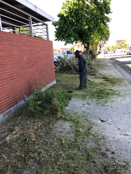 City Hall Weed Abatement
